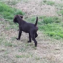 German Shorthaired Pointer Puppies from RADBACH KENNELS