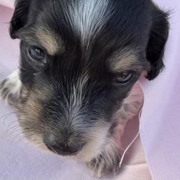 Girl 1 - Piebald female Dachshund puppy in Hanford, California from Cooper Gals Doxies
