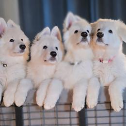 Shiloh Shepherd puppies from Stunning Shiloh Shepherds