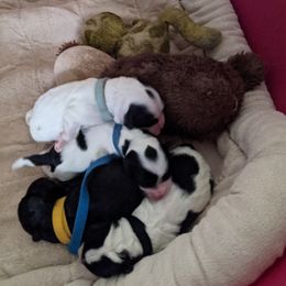 Australian Labradoodle Puppies from Llewellyn's Grove Labradoodles