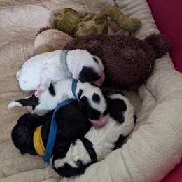 Australian Labradoodle Puppies from Llewellyn's Grove Labradoodles