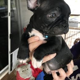 Boston Terrier, Bulldog, and French Bulldog Puppies from Tracy’s TLC Club