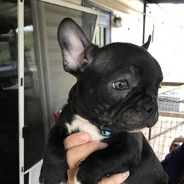 Boston Terrier, Bulldog, and French Bulldog Puppies from Tracy’s TLC Club