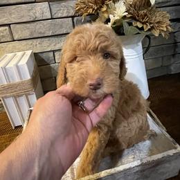 Marcie - Apricot female Goldendoodle puppy in Hackleburg, Alabama from The Doodle Patch
