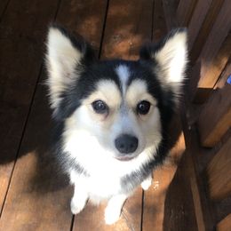 Chief - Pomsky
