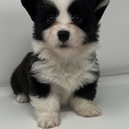 American Corgis and Pembroke Welsh Corgis from The Comma Corgis
