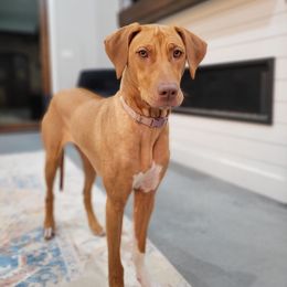 Rhodesian Ridgeback All Grown Up from Kandarin Kennels Rhodesian Ridgebacks