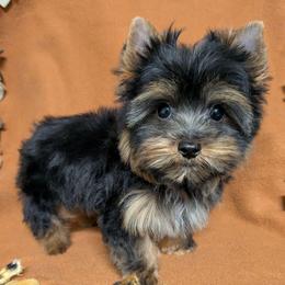 T.C. (Too Cute) - Black and gold male Yorkshire Terrier puppy in Gatesville, Texas from KontryKritterz Yorkies