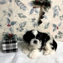 Boy 4 - Shih Tzu puppy from Shih Tzu G-ma