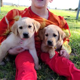 Labrador Retriever Puppies from Okie Shed Dogs LLC