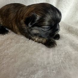 Boy 1 - Brindle male Shih Tzu puppy in Milford, Delaware from Spunky Shih-Tzus Delaware (Spunky Shih-Tzus)