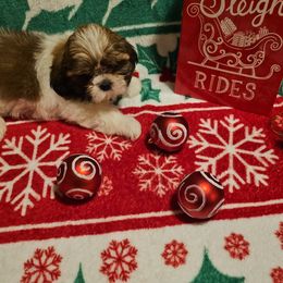 Cosmo - Tricolor male Shih Tzu puppy in Vernon, Texas from Jennifer's Shih Tzus