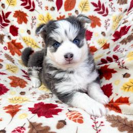 Artesia - Blue female Pomsky puppy in Sheffield, Iowa from Clover Ridge Pomskies