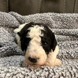 Kamack - Phantom male Poodle puppy in Huntsville, Alabama from Flint River Poodles