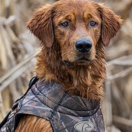 Clumber Spaniels and Golden Retrievers from Starshine Kennels