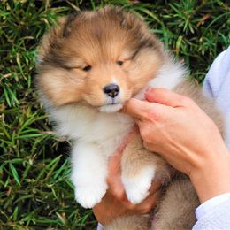 Shetland Sheepdog Puppies from Aratone