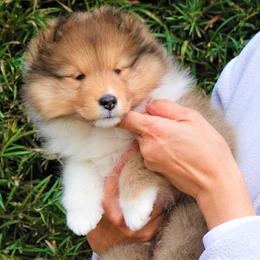 Shetland Sheepdog Puppies from Aratone