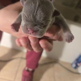 Female 2 blue tri - Tricolors female French Bulldog puppy in Charlotte, North Carolina from FrenchKiss Frenchies