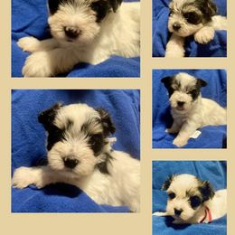 Maltipoo, Morkie, and Yorkipoo Puppies from Danza Bolo