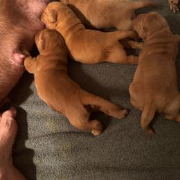 1st pick boy - Yellow male Labrador Retriever puppy in Littlefield, Arizona from Susan Burkey