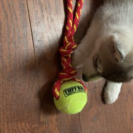 Siberian Husky Puppies from Sassenach Siberians