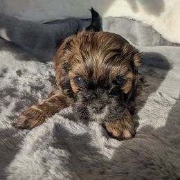 Copper - Brown male Lhasa Apso puppy in Gaffney, South Carolina from Lots of Lhasa Love
