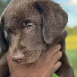 Luka - Chocolate male Labrador Retriever puppy in Archer Lodge, North Carolina from Archer Lodge Labradors