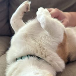 American Corgi and Pembroke Welsh Corgi All Grown Up from Vacaloca Corgis
