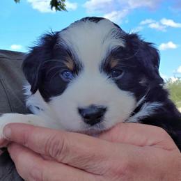 Bubba - Black tri male Miniature Australian Shepherd puppy in Crowell, Texas from Ardent Aussie Acres