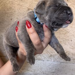 Benjamin - Gray brindle male Cane Corso puppy in Compton, California from Urban League Cane Corso