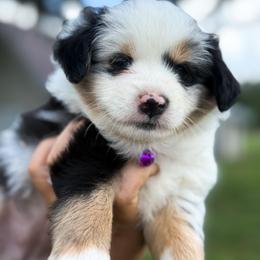 Athena ASDR - Blue merle female Miniature Australian Shepherd puppy in Polk City, Florida from Skaky Shepherds