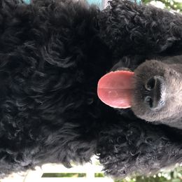 Poodle Puppies from Southern Standards