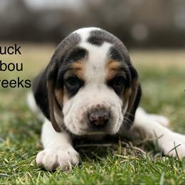 Huck AKC - Black tan and white male Beagle puppy in Rogersville, Missouri from Hales Little Beagle Haven