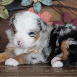 Girl 3 - Blue merle female Aussiedoodle puppy in Lawton, Oklahoma from Lindsey’s Aussies