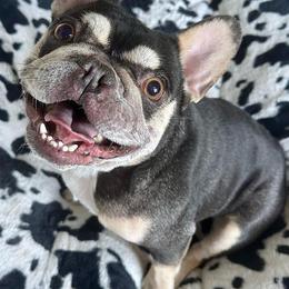 French Bulldogs from Southern Charm Frenchie