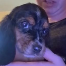 Girl 2 - Black brown and white female Basset Hound puppy in Letcher, Kentucky from Hackers Appalachian Basset Hounds
