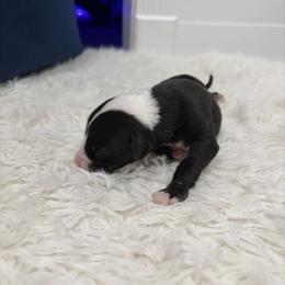 Biscuit - Black male Whippet puppy in Fort Myers, Florida from Rainbow Whippets