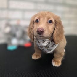 Tramp - Cream male Dachshund puppy in Grant, Michigan from Red Pyne Dashchuands