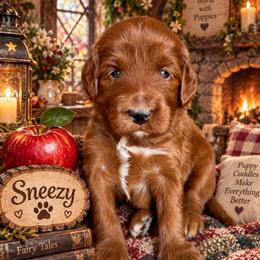 Sneezy (7 dwarfs theme) - Red  female Goldendoodle puppy in Ozark, Missouri from Halo Doodles