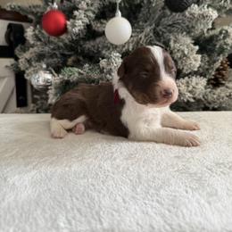 Maroon collar - Red tri-color female Australian Shepherd puppy in Buckeye, Arizona from Wranglin Farms