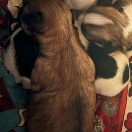 Mac Traven - Black and white male Chihuahua puppy in Amelia, Virginia from Pannell’s Precious Pups