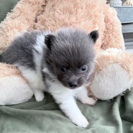 Boy- 2 - Blue parti male Pomeranian puppy in Conroe, Texas from Maxi’s Poms, LLC