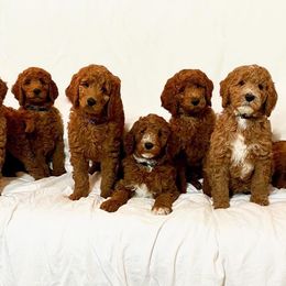 Goldendoodle Puppies from Razzle Dazzle Doodles TN