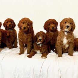 Goldendoodle Puppies from Razzle Dazzle Doodles TN