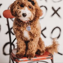 Bon-Bon - Cavapoo