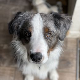Graham - Miniature Australian Shepherd