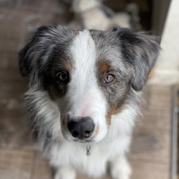 Graham - Miniature Australian Shepherd