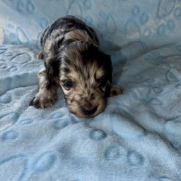 Chip - Black and cream male Dachshund puppy in Alexandria, Kentucky from Turner's Bluegrass Wiener's