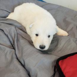 Berger Blanc Suisse Puppies from Moonlight Berger Blanc Suisses