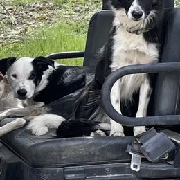 Border Collies from Already There Border Collies